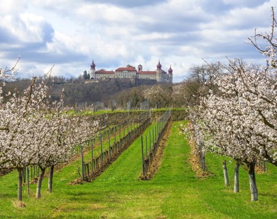 Göttweig Abbey and blossoming apricot trees, Paudorf, Lower Austria, Austria, Europe