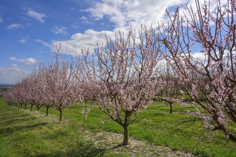 Peach trees in bloom, Paudorf, Lower Austria, Austria, Europe