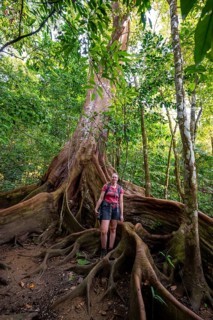 Young woman with camera, tourist standing between the roots of a strangler fig (Ficus americana),