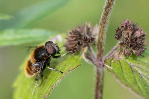 Bumblebee hoverfly (Volucella bombylans) on water mint (Mentha aquatica), Emsland, Lower Saxony,