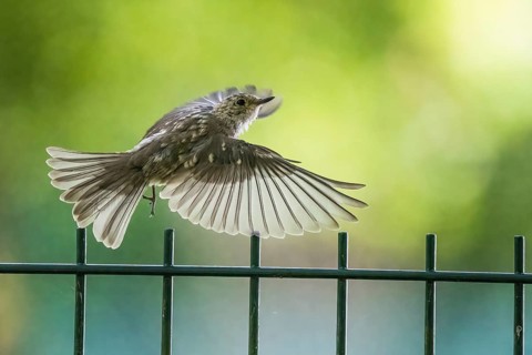 A juvenile spotted flycatcher (Muscicapa striata) in the air over a metal fence against a green