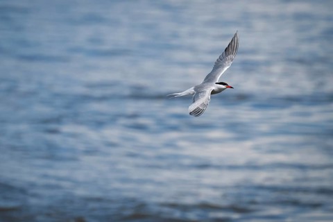Arctic Arctic Tern (Sterna paradisea) in flight, Wadden Sea, North Frisia, Schleswig-Holstein,