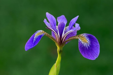 American marsh iris (Iris versicolor), flower, in bloom, at a pond, Ellerstadt, Germany, Europe