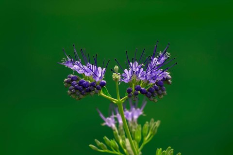 Clandon caryopteris (caryopteris x clandonensis), flower, flowering, Germany, Europe