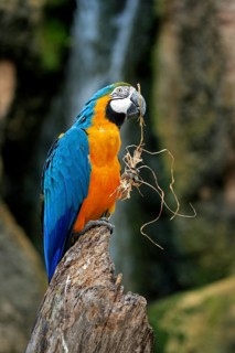 Yellow-breasted Macaw (Ara ararauna), Adult, portrait, Tree, Waiting, attentive, feeding, foraging,