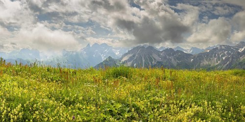 Summer in the Allgäu, mountain panorama over a lush blooming mountain flower meadow on the Fellhorn