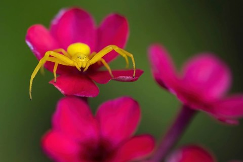 A yellow Goldenrod crab spider (Misumena vatia) on a pink flower in front of a blurred green