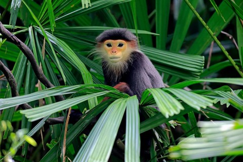 Red-shanked monkey (Pygathrix nemaeus), adult, on tree
