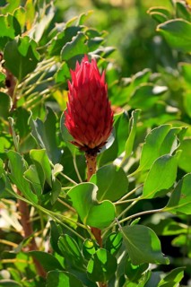 King Protea (Protea cynaroides), flower, flowering, flower, in spring, Kirstenbosch Botanical