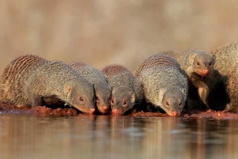 Zebra mongoose (Mungos mungo), adult, group, at the water, drinking, Kruger National Park, Kruger