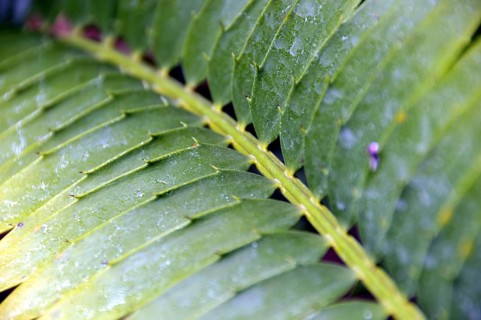 Bread palm fern, Encephalartos transvenosus, South Africa, Africa