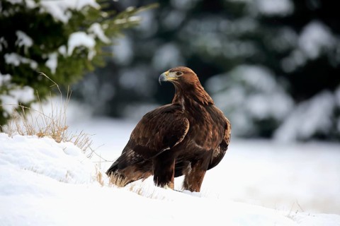 Golden eagle (Aquila chrysaetos), adult in the snow, on the ground, in winter, snow, Zdarske Vrchy,
