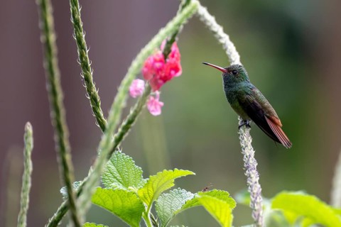 Golden-tailed Sapphire Hummingbird (Chlorestes eliciae) Hummingbird sitting on a flower, Heredia