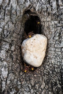 Hornets (Vespa crabro) at the nest entrance in an olive tree, Sicily, Italy, Europe