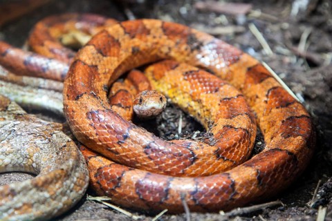 Corn snake (Pantherophis guttatus), captive, Germany, Europe