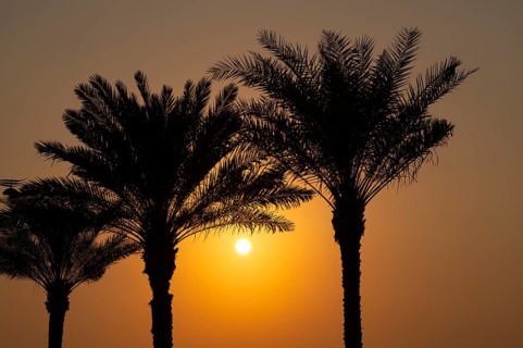 Palm trees, sunset, evening mood, The Boardwalk, waterfront promenade, Palm Jumeirah, Dubai, United