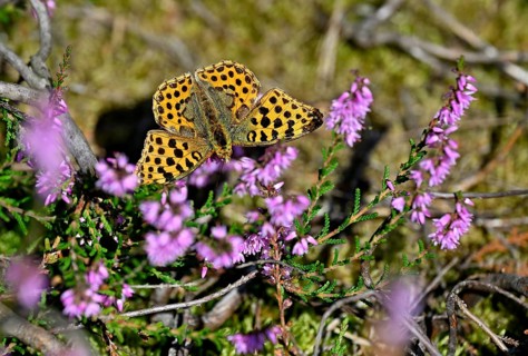 Silver-washed fritillary (Argynnis paphia), sitting on flowering heather (Erica vulgaris), Lüneburg