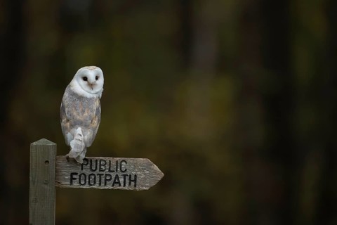 Barn owl (Tyto alba) adult bird on a footpath sign post, England, United Kingdom, Europe