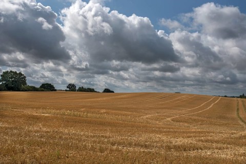Harvested barleys (Hordeum vulgare), cloudy sky, Vitense, Mecklenburg-Vorpommern, Germany, Europe