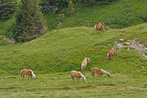 Haflinger, Ebbs, Tyrol, Austria, Europe