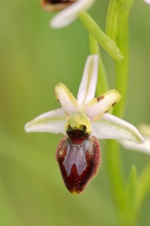 Ragwort in splendour (Ophrys splendida), flower, Provence, southern France