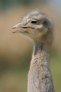 Darwin's rhea (Pterocnemia pennata), portrait, Patagonia, Chile, South America