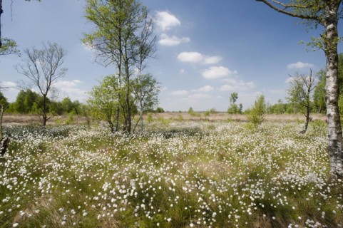 Hare's-tail cottongrass (Eriophorum vaginatum) in a bog, fruit stand, cottongrass flower, Lower