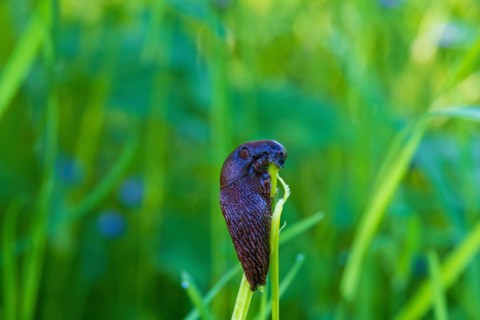 Round back slug (Arionidae) eating on a plant stem on a grass meadow