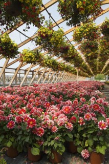 Yellow and red flowers in hanging baskets plus red and white Dahlias in containers inside