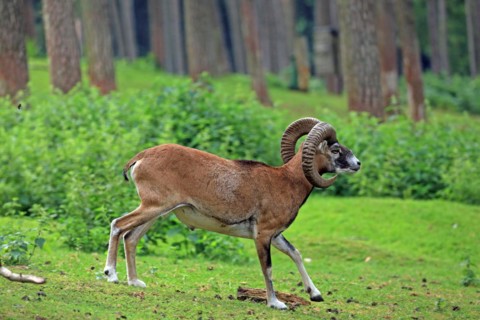 Mouflon (Ovis aries musimon), Haltern, North Rhine-Westphalia, Germany, Captive, Europe