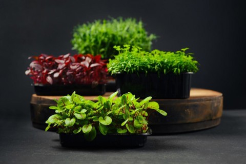 Low key photo of sorrel, amaranth, pea and coriander microgreens sprouts in trays on black