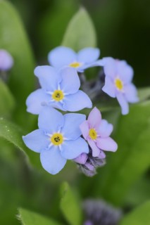 Water forget-me-not (Myosotis scorpioides), flowers, North Rhine-Westphalia, Germany, Europe