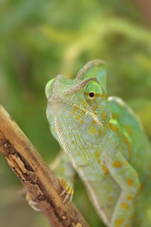 Veiled chameleon (Chamaeleo calyptratus), female, captive, occurring in the Arabian Peninsula