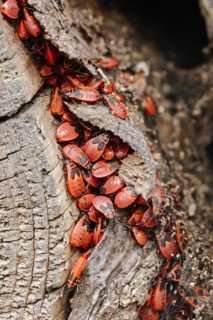 Firebug (Pyrrhocoris apterus), North Rhine-Westphalia, Germany, Europe