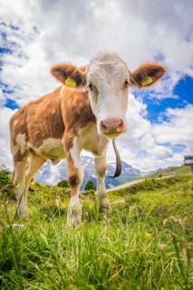 Close-up of a cow on a pasture with mountains and cloudy sky in the background, Penken, Zillertal.