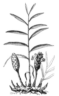 Ginger, Zingiber officinale, illustration from 1860, historical, digital reproduction of an