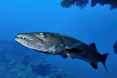 Adult Great barracuda (Sphyraena barracuda) solitary living fish predator has slightly open mouth