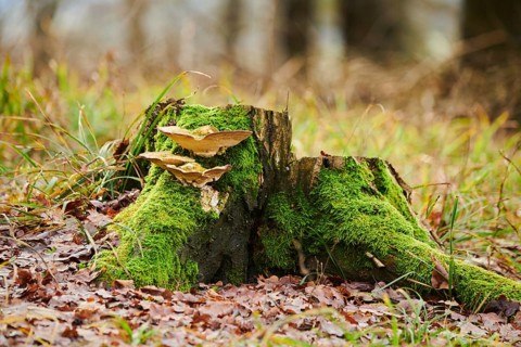 Tinder fungus (Fomes fomentarius) growing an a tree trunk, Forest, Slovakia, Europe