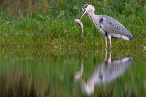 Grey heron (Ardea cinerea) with fish as prey, Aviemore, Scotland, Great Britain