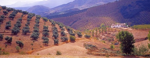 Landscape with Olive Groves in Granada Province, Andalusia, Spain, Southern Europe. Scanned slide,