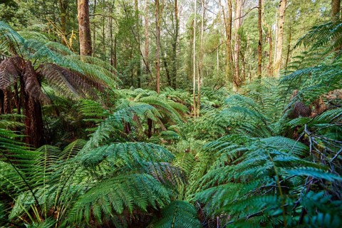 Nature landscape of the forest in the Great Otway National Park in spring, Australia, Oceania