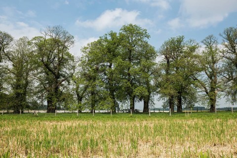 Tree avenue, sweet chestnut, chestnuts, Schloss Dyck, Jüchen, Lower Rhine, North Rhine-Westphalia,