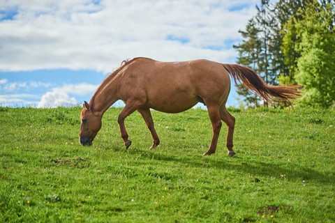 American Quarter Horse on a meadow, Bavaria, Germany, Europe