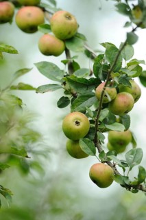 Close-up of an apple tree branch with clusters of green apples and lush leaves, Bavaria