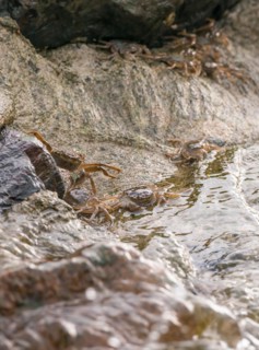 Many chinese mitten crab (Eriocheir sinensis), invasive species, neozoon, crabs, juveniles move