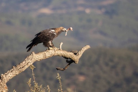 Iberian Eagle (Aquila adalberti), Spanish imperial eagle, Extremadura, Castilla La Mancha, Spain,