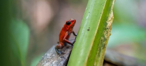 Strawberry poison-dart frog (Oophaga pumilio), Tortuguero National Park, Costa Rica, Central