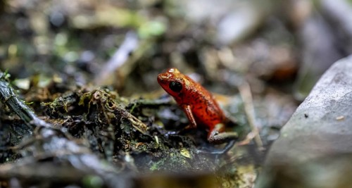 Strawberry poison-dart frog (Oophaga pumilio), Tortuguero National Park, Costa Rica, Central