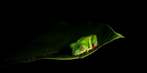 Red-eyed tree frog (Agalychnis callidryas) on a leaf, macro photograph, black background,