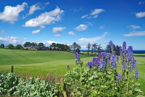 Larkspur, agricultural land and a farm by the sea, Aberdeenshire, East Scotland, Great Britain